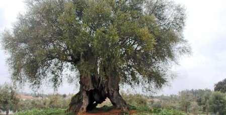 Mouchão, el olivo más viejo de la Península Ibérica con 3.350 años